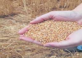 لجنه حبوب اقليم الجنوب تتسلم 1280 طناً من مزارعي الاقليم